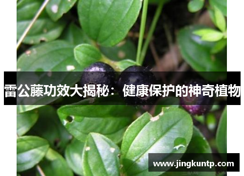 雷公藤功效大揭秘:健康保护的神奇植物 雷公藤功效大揭秘:健康保护的神奇植物